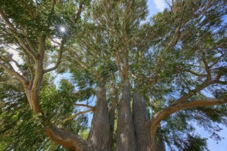 Tall tree peppermint eucalyptus (Eucalyptus radiata), with dense foliage, sunlight shimmering