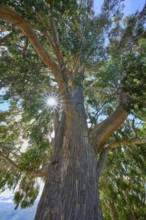 Tall tree peppermint eucalyptus (Eucalyptus radiata), with broad trunk and dense branches, sun rays