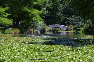 Peaceful pond with water lilies and a stone bridge surrounded by trees, Queenstown,