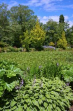 Lively garden scene with water lilies and lush plant life around the pond, Queenstown,