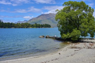 Tranquil seascape with a tree on a small island and mountain backdrop, Queenstown, Queenstown-Lakes