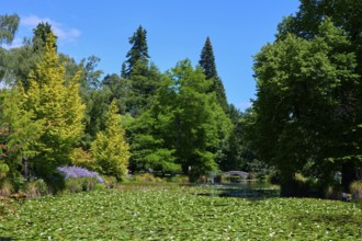 Idyllic garden pond with water lilies and stone bridge in the background, Queenstown,