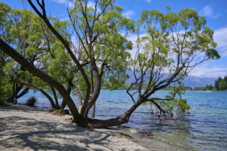 Overhanging trees by the lake with clear water and summer sky, Queenstown, Queenstown-Lakes