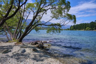 Trees by the lake with views of mountains and blue sky, Queenstown, Queenstown-Lakes District,