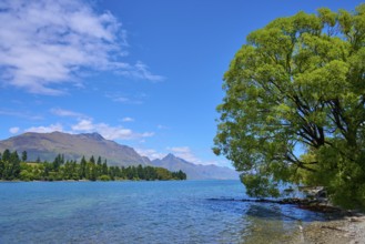 Landscape with lake, green trees and mountains under blue sky, Queenstown, Queenstown-Lakes