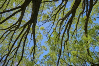 View from below of branching treetops against a blue sky, Queenstown, Queenstown-Lakes District,