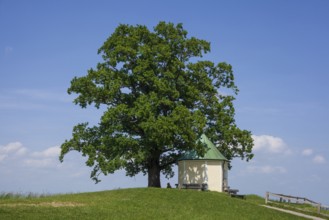 Lookout chapel with Luitpoldeiche, near Törwang, Samerberg, Chiemgau, Upper Bavaria, Bavaria,