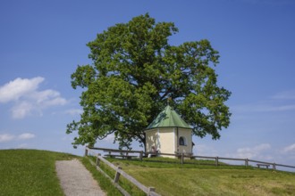 Lookout chapel with Luitpoldeiche, near Törwang, Samerberg, Chiemgau, Upper Bavaria, Bavaria,