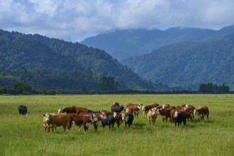 Cows on a wide green pasture with a gentle mountain backdrop and clouds in the sky, West Coast,