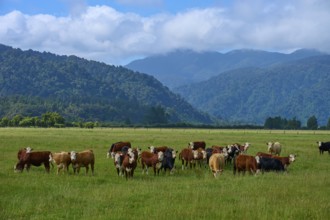 A herd of cows stands in a wide pasture, framed by mountains and a cloudy sky, West Coast, South
