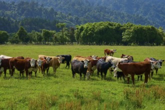 Cows grazing in a lush green meadow with mountains and forests in the background under a cloudy