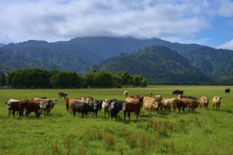 A group of cows in a wide meadow against a mountain backdrop under a cloudy sky, West Coast, South