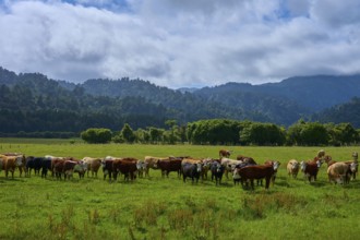 Cows standing in a lush pasture with forests and mountains in the background under a slightly