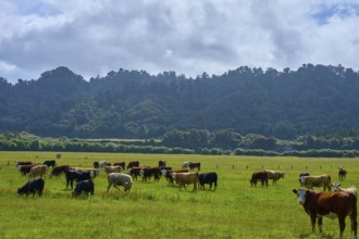 A herd of cows in a green pasture surrounded by forests and mountains under a cloudy sky, West
