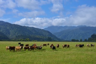 Cows grazing on a green pasture against a mountain backdrop with clouds in the sky, West Coast,