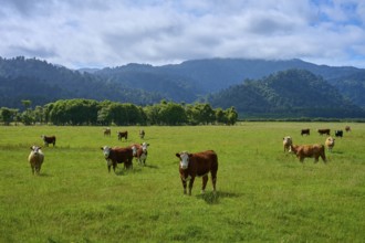 Cows standing and grazing on a wide, green meadow in front of a hilly mountain backdrop, West