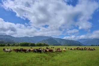 Cows grazing in a vast green pasture under a dramatic sky with clouds and mountains in the
