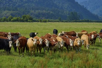 Cows grazing on lush pasture with wooded hills in the background, West Coast, South Island, New