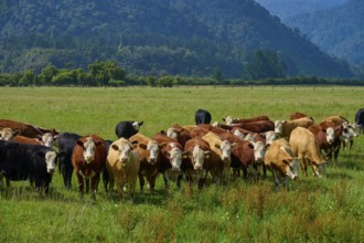 Group of cows on green pasture, in front of a wooded hill under a clear sky, West Coast, South