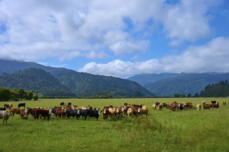 Herd of cows on green pasture surrounded by mountains under cloudy sky, West Coast, South Island,