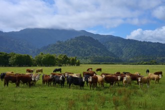 Cows grazing on a green meadow with mountain and forest backdrop under a cloudy sky, West Coast,