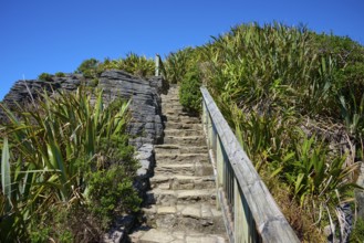 Stone steps lead through lush vegetation overlooked by a blue sky, Pancake Rocks, Westport,
