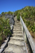 A stone staircase winds its way through green vegetation under a blue sky, Pancake Rocks, Westport,