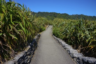 Plant-lined path leads through dense vegetation under a blue sky, Pancake Rocks, Westport,