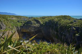 Path with bridge along the coast over green cliffs with sea view, Pancake Rocks, Westport,