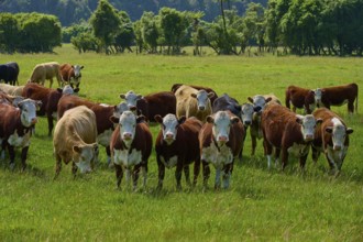 Cows standing on a green meadow with trees in the background, West Coast, South Island, New Zealand