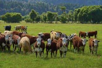 Group of cows on grassy pasture with trees and sky, West Coast, South Island, New Zealand