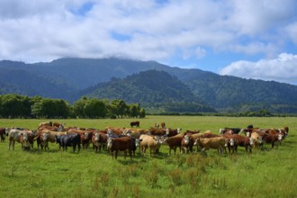 Cows gather on a pasture in front of mountains under a blue sky, West Coast, South Island, New