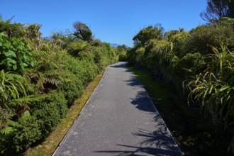 Straight path through dense green vegetation under a clear blue sky, Pancake Rocks, Westport,