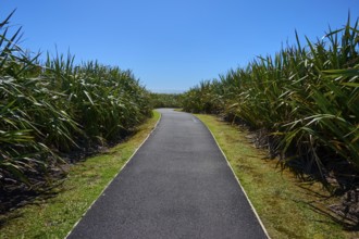 Tarmac path through dense vegetation under a clear blue sky, Pancake Rocks, Westport, Greymouth,
