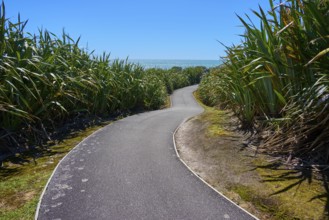A winding tarmac path meanders through dense vegetation under a blue sky, Pancake Rocks, Westport,
