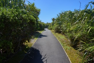 A narrow tarmac path leads through lush greenery in the sunshine under a blue sky, Pancake Rocks,
