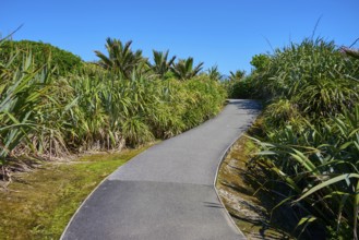 A gently curving tarmac path lined with plants leads along under a clear sky, Pancake Rocks,