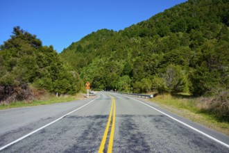 Tarmac road on a bend, surrounded by green forest and clear sky, Buller River, Murchison, Tasman,
