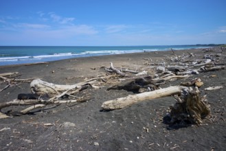 A coastal landscape with driftwood and blue sky, Mana Bay, Patea, Taranaki, North Island, New