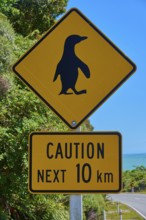 Penguin warning sign on a road overlooking the blue ocean, West Coast, South Island, New Zealand