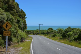 Coastal road with penguin warning sign offers a view of the blue sea, West Coast, South Island, New