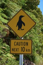 Yellow warning sign for penguins along a road with lush vegetation, West Coast, South Island, New