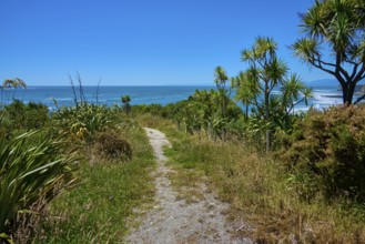 A path leads through the lush vegetation to the coast, Cape Foulwind, West Coast, South Island, New