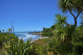 Coastal landscape with trees and sea view, Cape Foulwind, West Coast, South Island, New Zealand