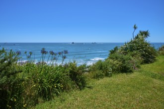 Lush vegetation with the sea in the background under a blue sky, Cape Foulwind, West Coast, South