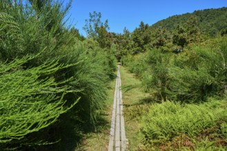 Wooden walkway between dense greenery in a forest on a sunny day, Buller Gorge Swing Bridge, Buller
