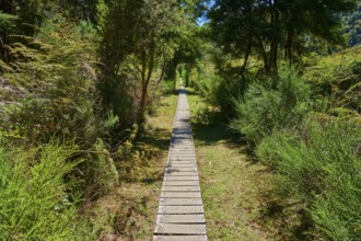 Long wooden walkway through dense green forest in sunny weather, Buller Gorge Swing Bridge, Buller