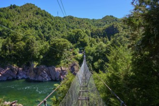 View from suspension bridge to river and dense forest, summer atmosphere, Buller Gorge Swing