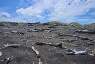 Driftwood scattered across the sandy beach under a cloudy sky, Mana Bay, Patea, Taranaki, North