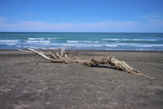 A large piece of driftwood lying across the sand by the ocean, Mana Bay, Patea, Taranaki, North